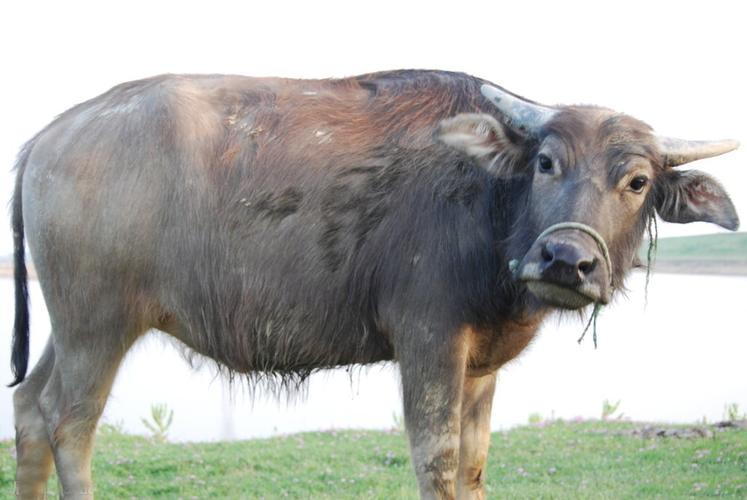 认识动物宝宝早教水牛