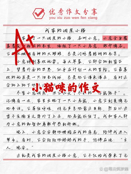 我家的小猫600字初中