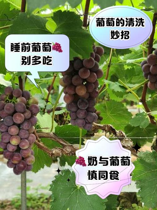 早教葡萄采摘活动方案