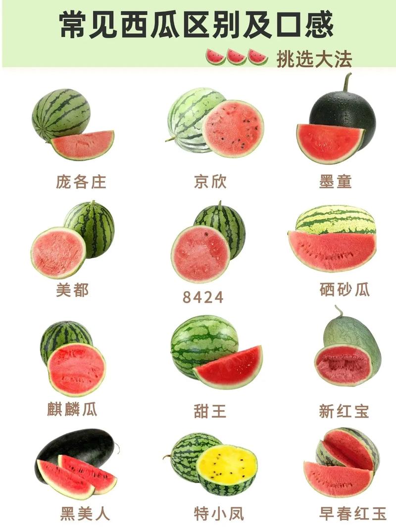 西瓜认识颜色早教视频