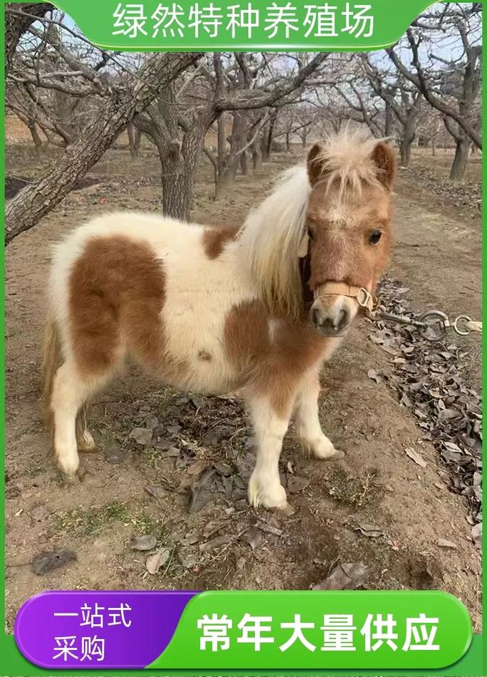 宝宝启蒙早教视频马儿