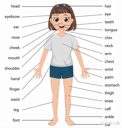 身体部位英语早教视频