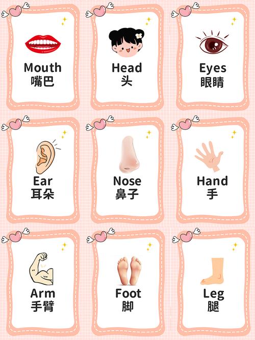 身体部位英语早教视频
