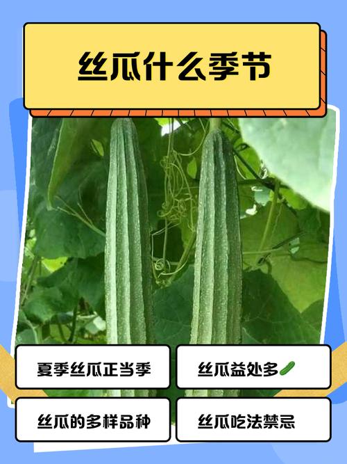 早教语言活动丝瓜教案