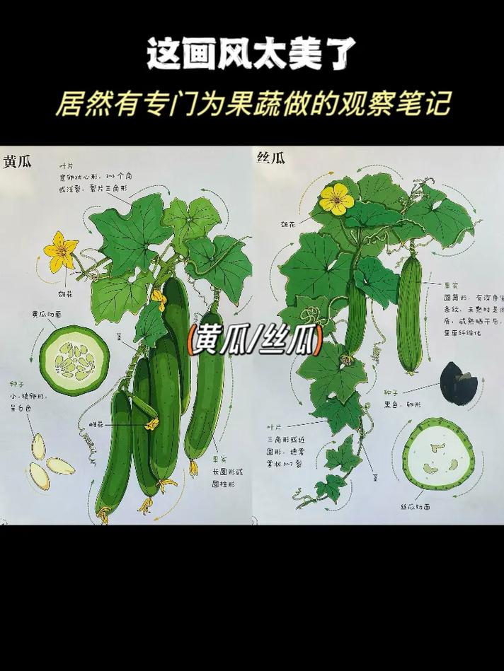 早教语言活动丝瓜教案