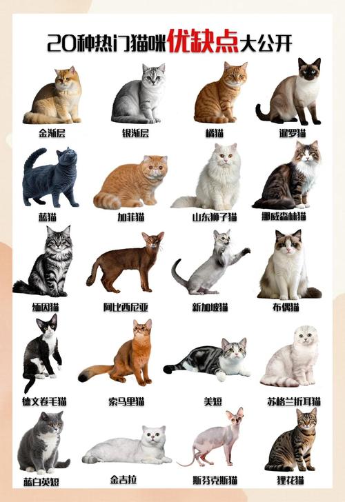 儿童早教认识动物小猫