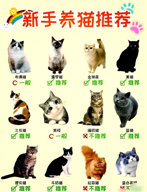 儿童早教认识动物小猫