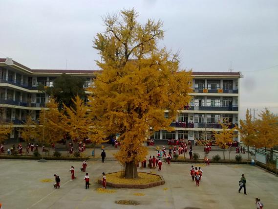 沂南县铜井镇中心小学