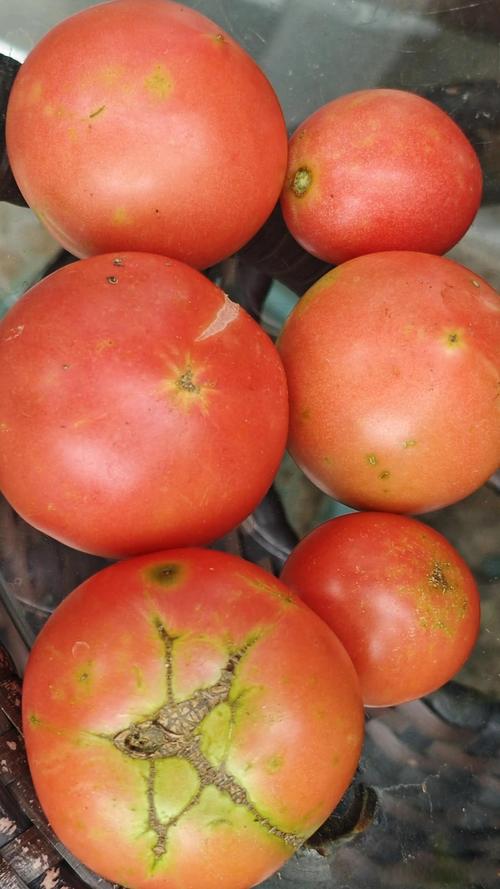 萧山 早教 番茄红了