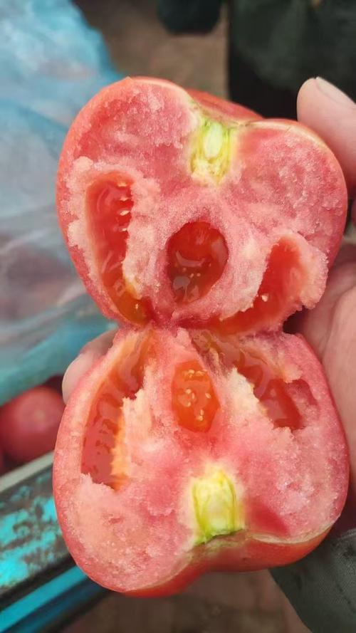 萧山 早教 番茄红了