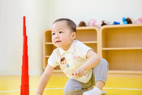 早教 贾军 视频