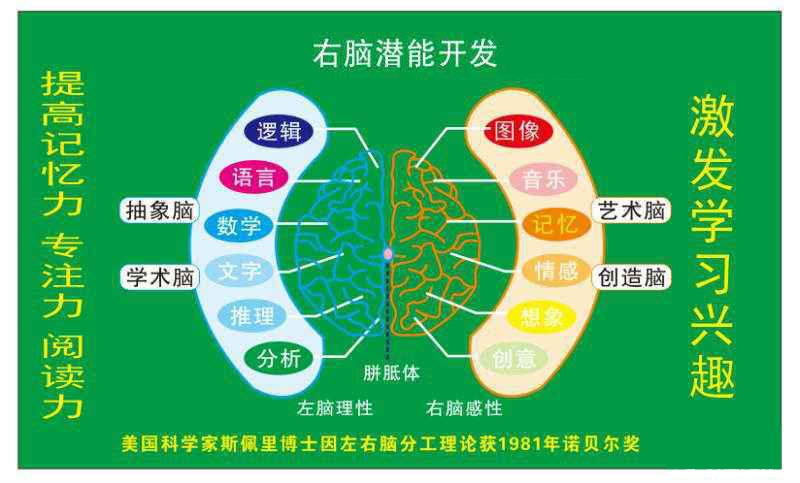 右脑开发 早教 日本