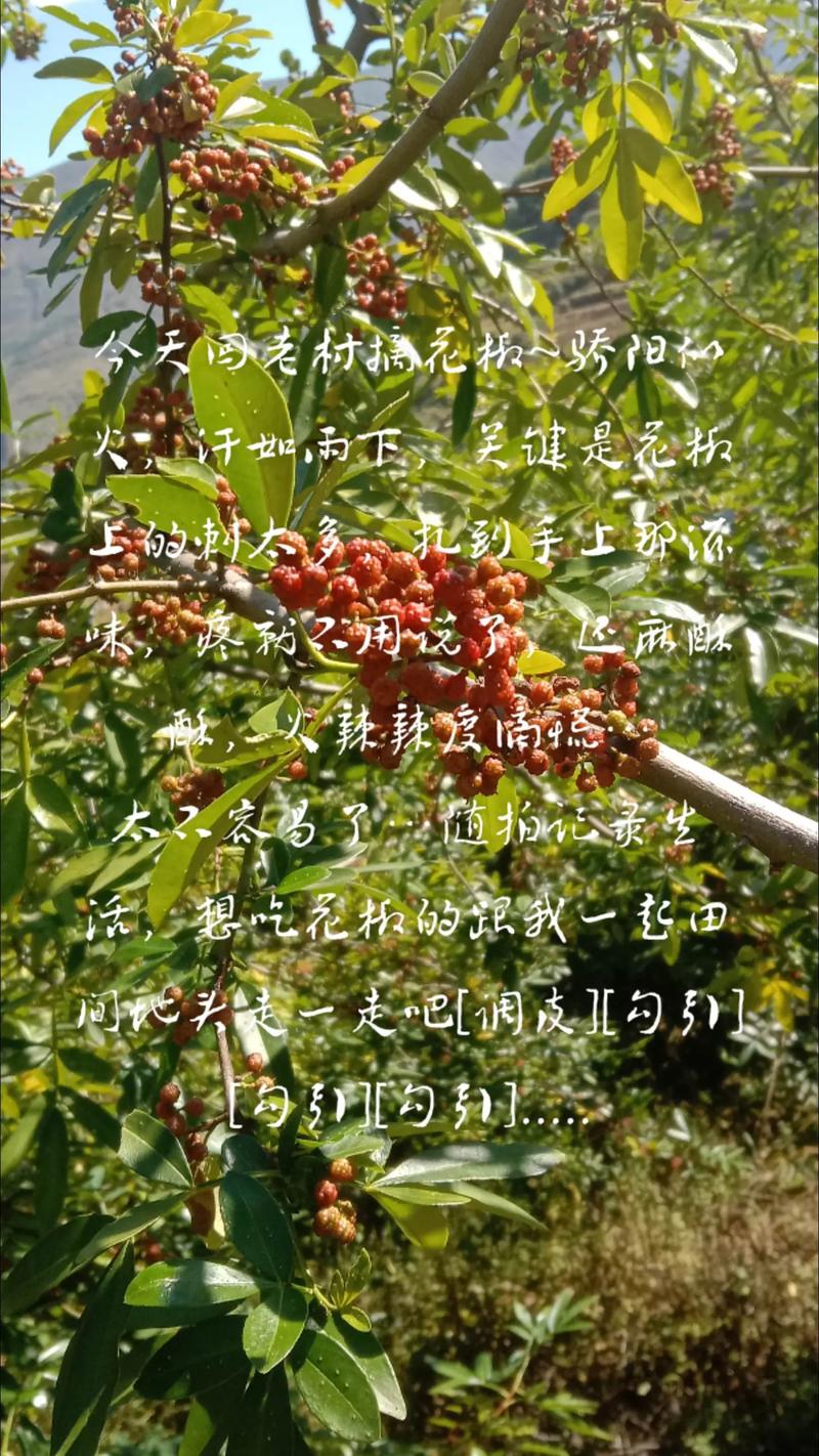 摘花椒作文800字初中